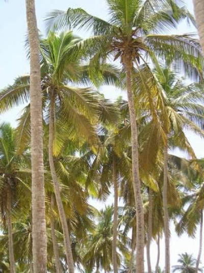 Residential Land For Sale in Talpa De Allende, Mexico