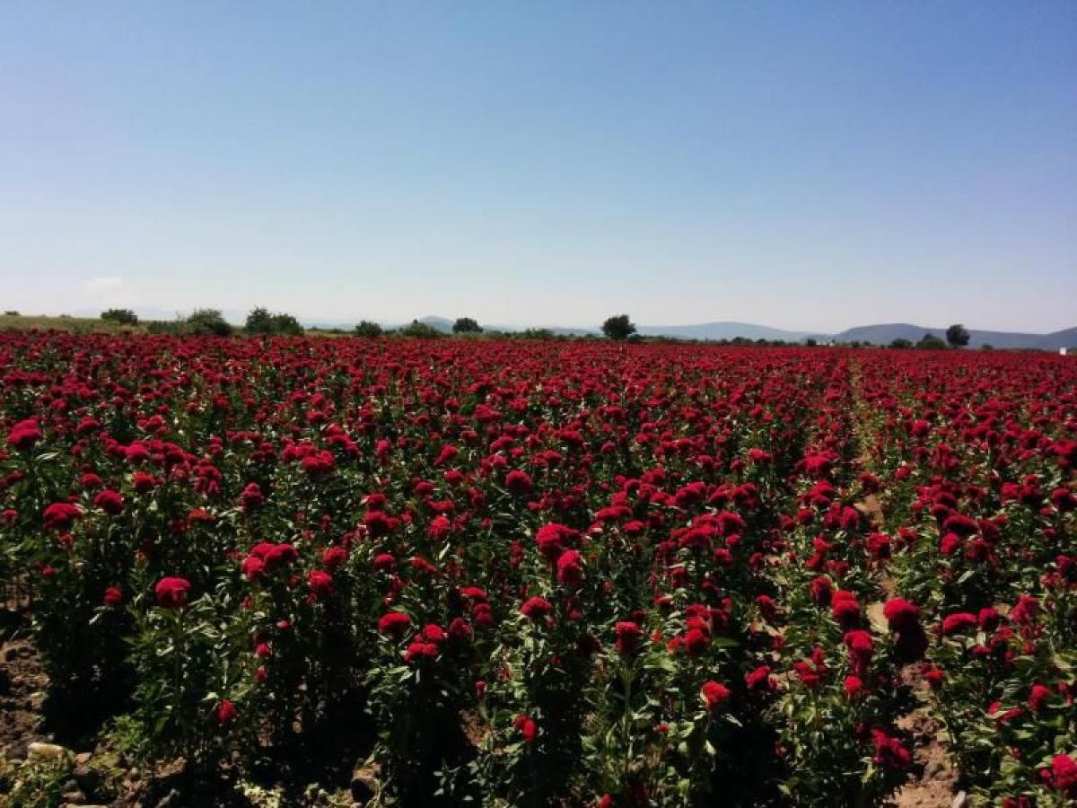 Picture of Residential Land For Sale in Atlixco, Puebla, Mexico