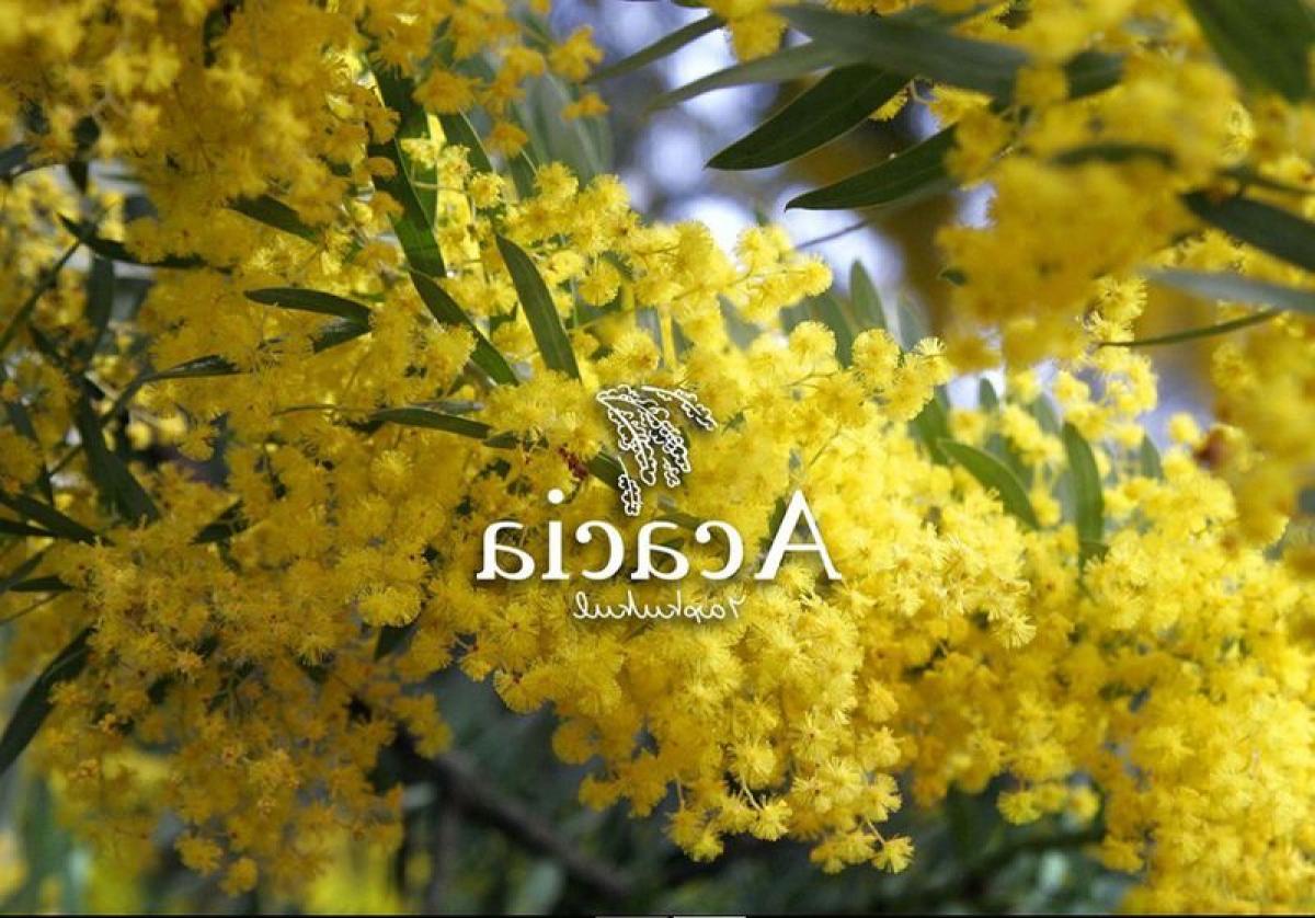 Picture of Residential Land For Sale in Yaxkukul, Yucatan, Mexico