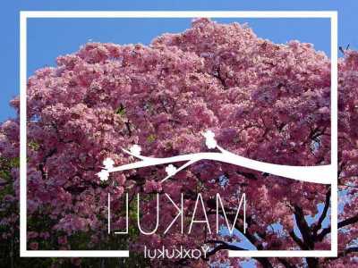 Residential Land For Sale in Yaxkukul, Mexico