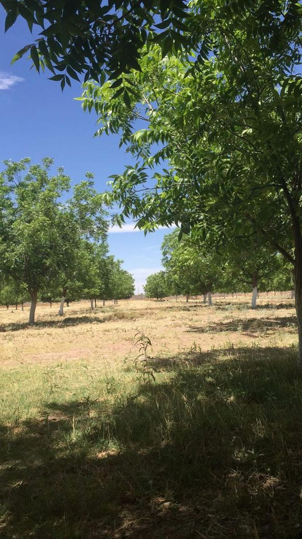 Picture of Development Site For Sale in Chihuahua, Chihuahua, Mexico