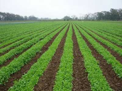 Development Site For Sale in Nuevo Leon, Mexico