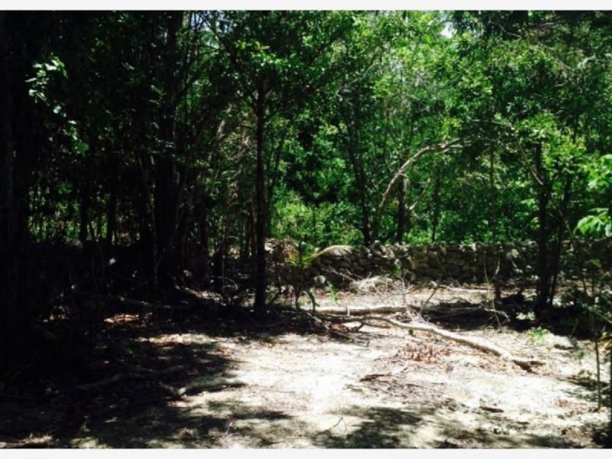 Picture of Residential Land For Sale in Tulum, Quintana Roo, Mexico