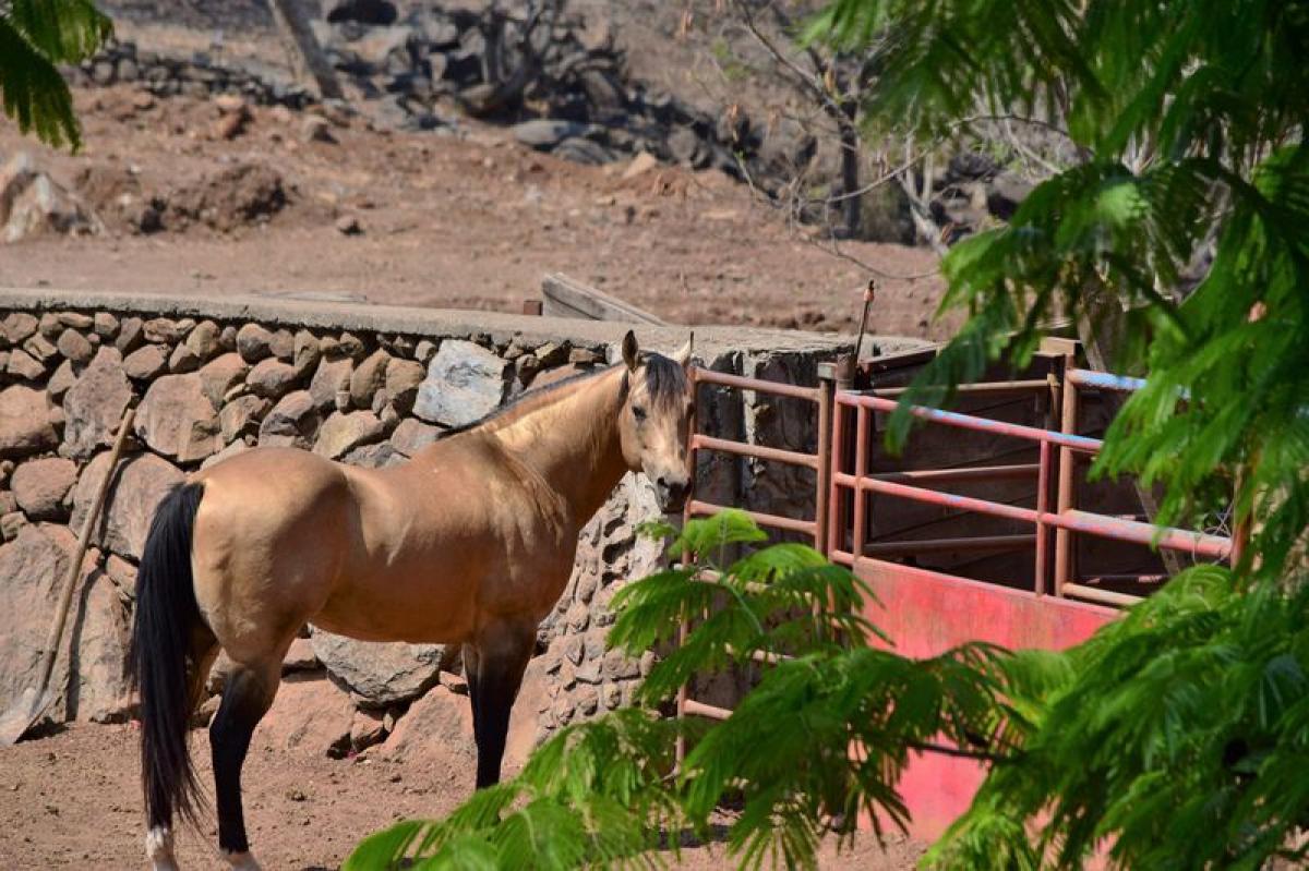 Picture of Home For Sale in Amatitan, Jalisco, Mexico