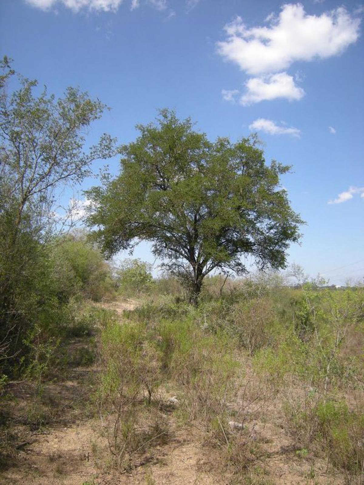 Picture of Development Site For Sale in Allende, Coahuila De Zaragoza, Mexico