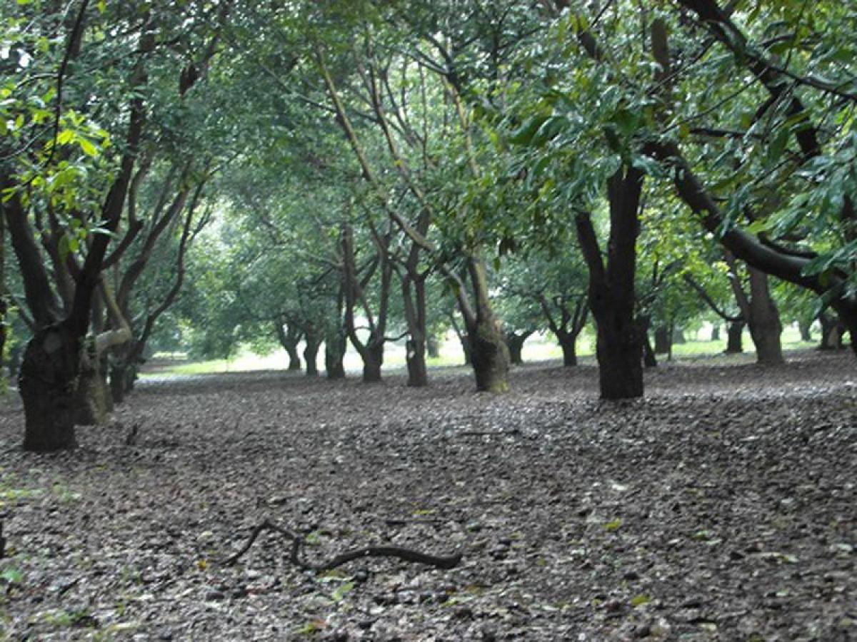 Picture of Other Commercial For Sale in Jiquipilas, Chiapas, Mexico