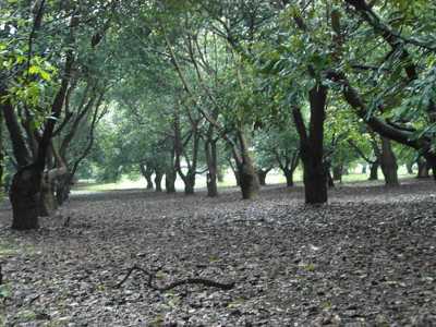 Other Commercial For Sale in Jiquipilas, Mexico