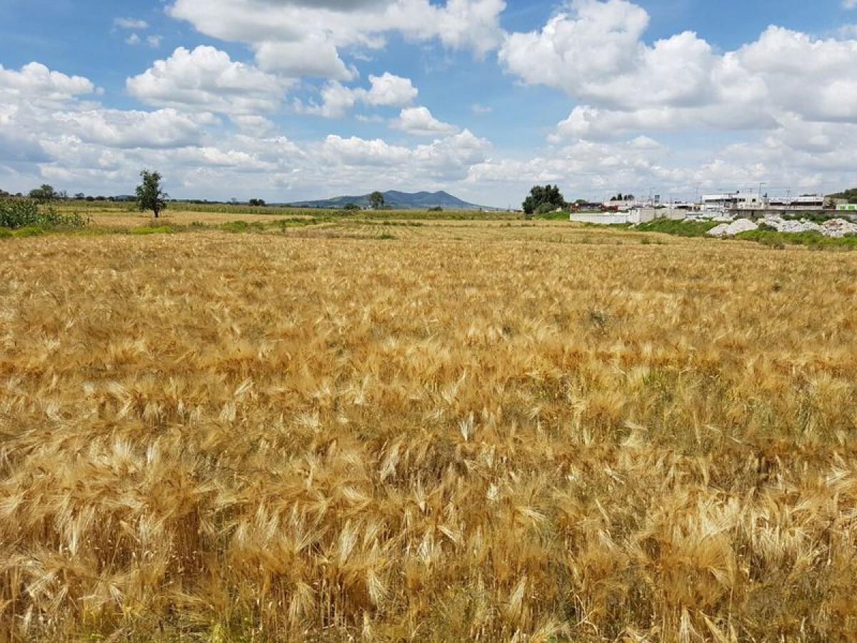 Picture of Other Commercial For Sale in Tlaxcala, Tlaxcala, Mexico