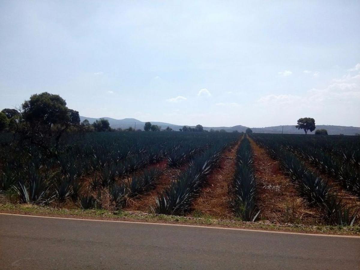 Picture of Residential Land For Sale in San Ignacio Cerro Gordo, Jalisco, Mexico