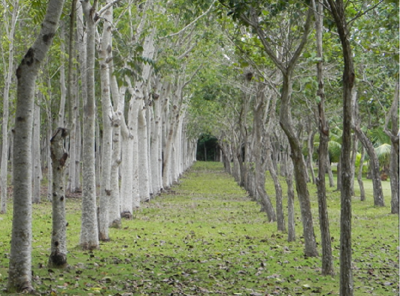 Development Site For Sale in Othon P. Blanco, Mexico