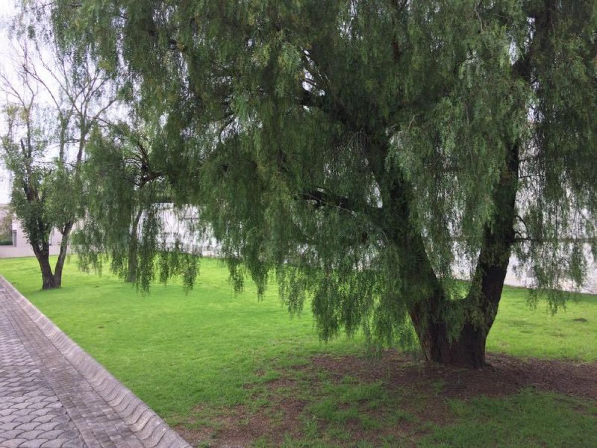 Picture of Residential Land For Sale in Coyoacan, Mexico City, Mexico