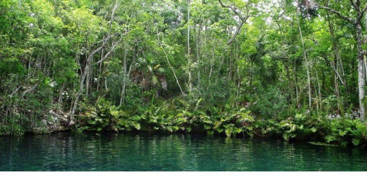 Picture of Residential Land For Sale in Tulum, Quintana Roo, Mexico