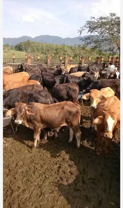 Home For Sale in Oaxaca, Mexico