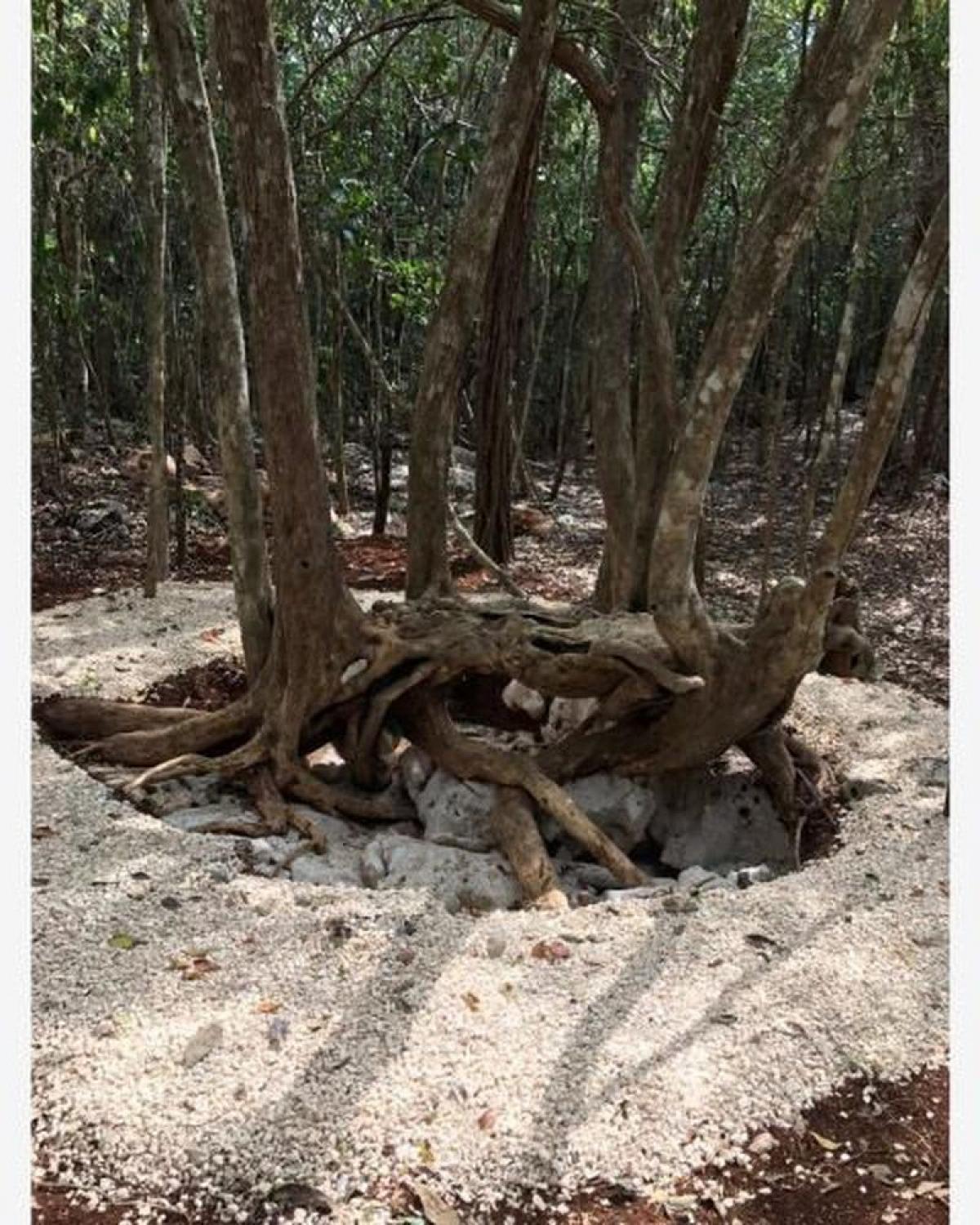 Picture of Residential Land For Sale in Tulum, Quintana Roo, Mexico