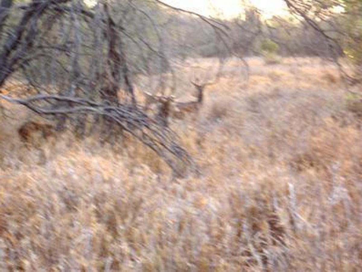 Picture of Home For Sale in Alamos, Sonora, Mexico