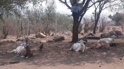 Residential Land For Sale in Guanajuato, Mexico