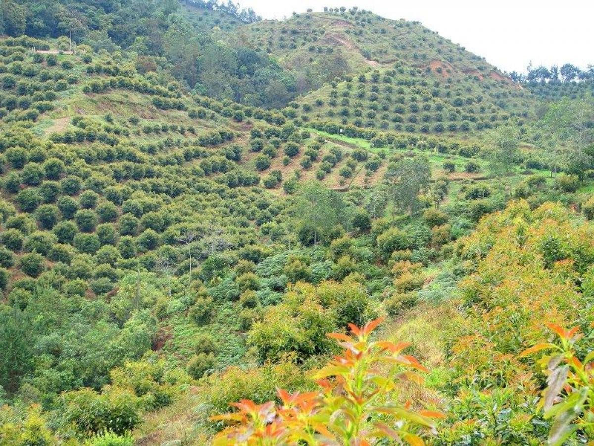 Picture of Residential Land For Sale in Antioquia, Antioquia, Colombia