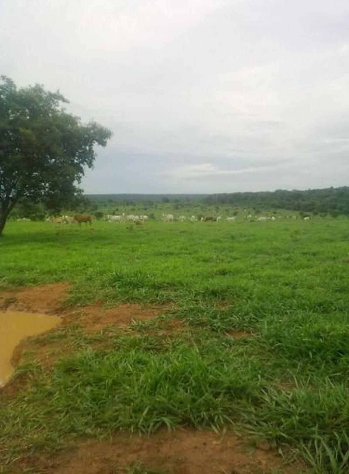 Picture of Home For Sale in Mato Grosso, Mato Grosso, Brazil