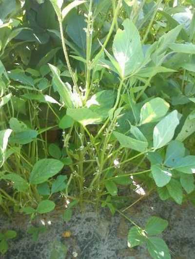 Farm For Sale in Maranhao, Brazil