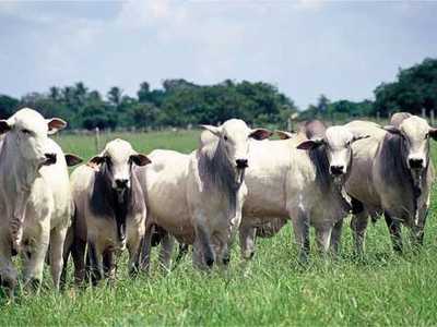 Residential Land For Sale in Abreulândia, Brazil