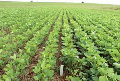 Residential Land For Sale in Abreulândia, Brazil