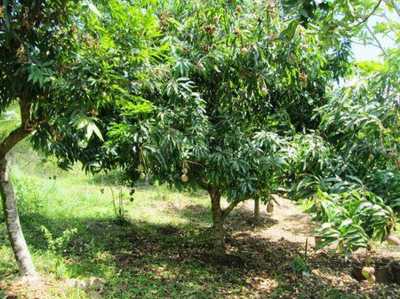 Residential Land For Sale in TrÃªs Marias, Brazil