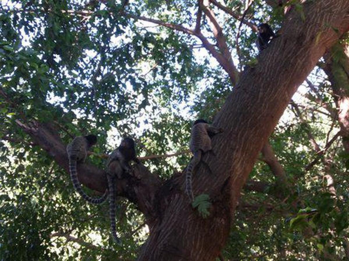 Picture of Residential Land For Sale in Três Marias, Minas Gerais, Brazil