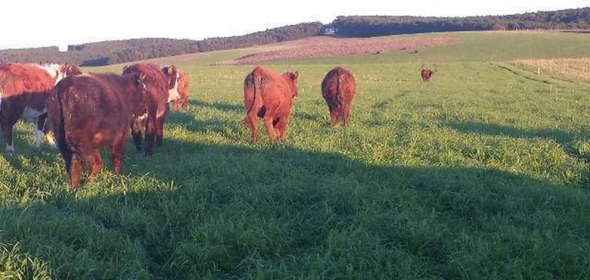 Picture of Farm For Sale in Rio Grande Do Sul, Rio Grande do Sul, Brazil