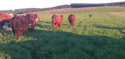 Farm For Sale in Rio Grande Do Sul, Brazil