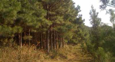 Farm For Sale in Rio Grande Do Sul, Brazil