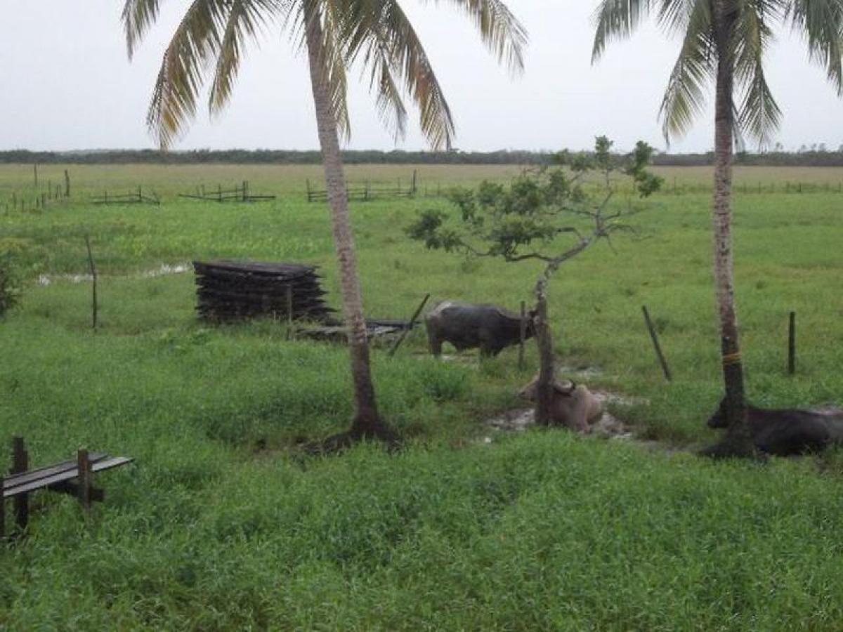 Picture of Farm For Sale in Amapa, Amapa, Brazil