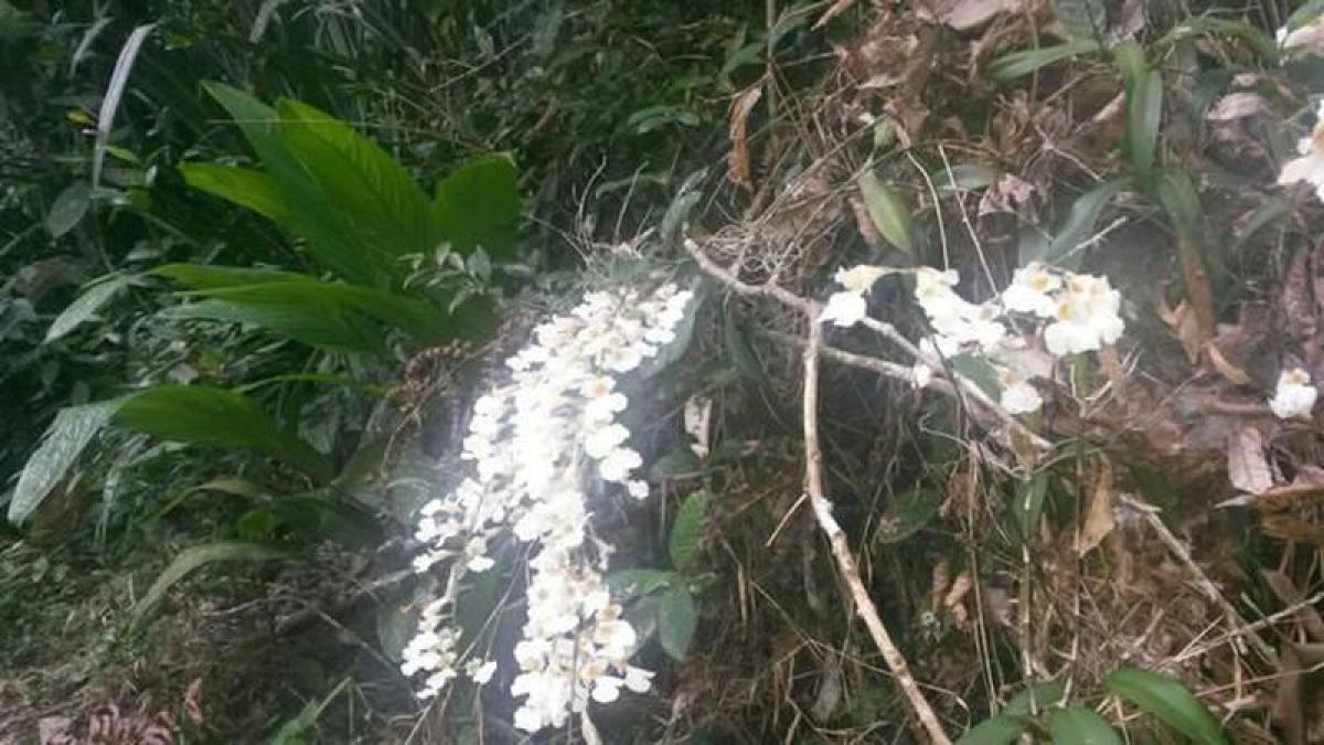 Picture of Farm For Sale in Sao Paulo, Sao Paulo, Brazil