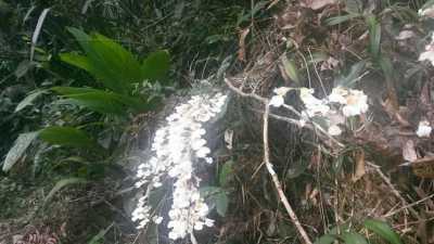 Farm For Sale in Sao Paulo, Brazil