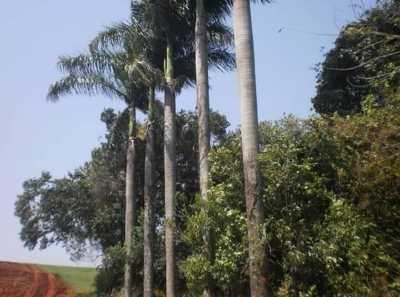 Farm For Sale in Parana, Brazil