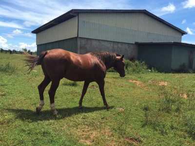 Farm For Sale in Mato Grosso, Brazil