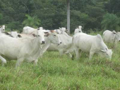 Farm For Sale in Mato Grosso Do Sul, Brazil