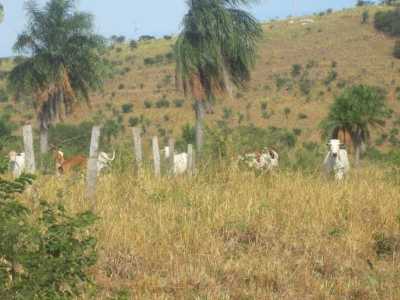 Farm For Sale in Mato Grosso Do Sul, Brazil