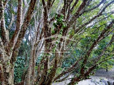 Farm For Sale in Campinas, Brazil