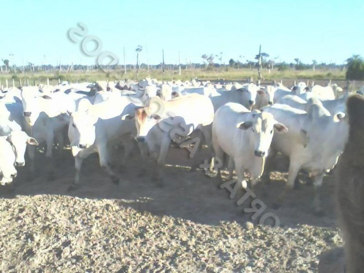 Picture of Farm For Sale in Mato Grosso Do Sul, Mato Grosso do Sul, Brazil