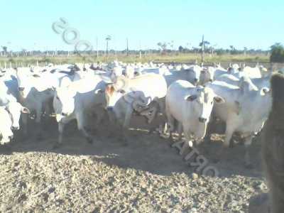 Farm For Sale in 