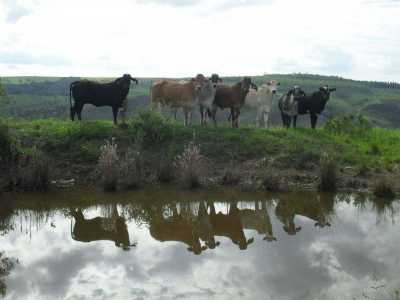 Farm For Sale in Minas Gerais, Brazil