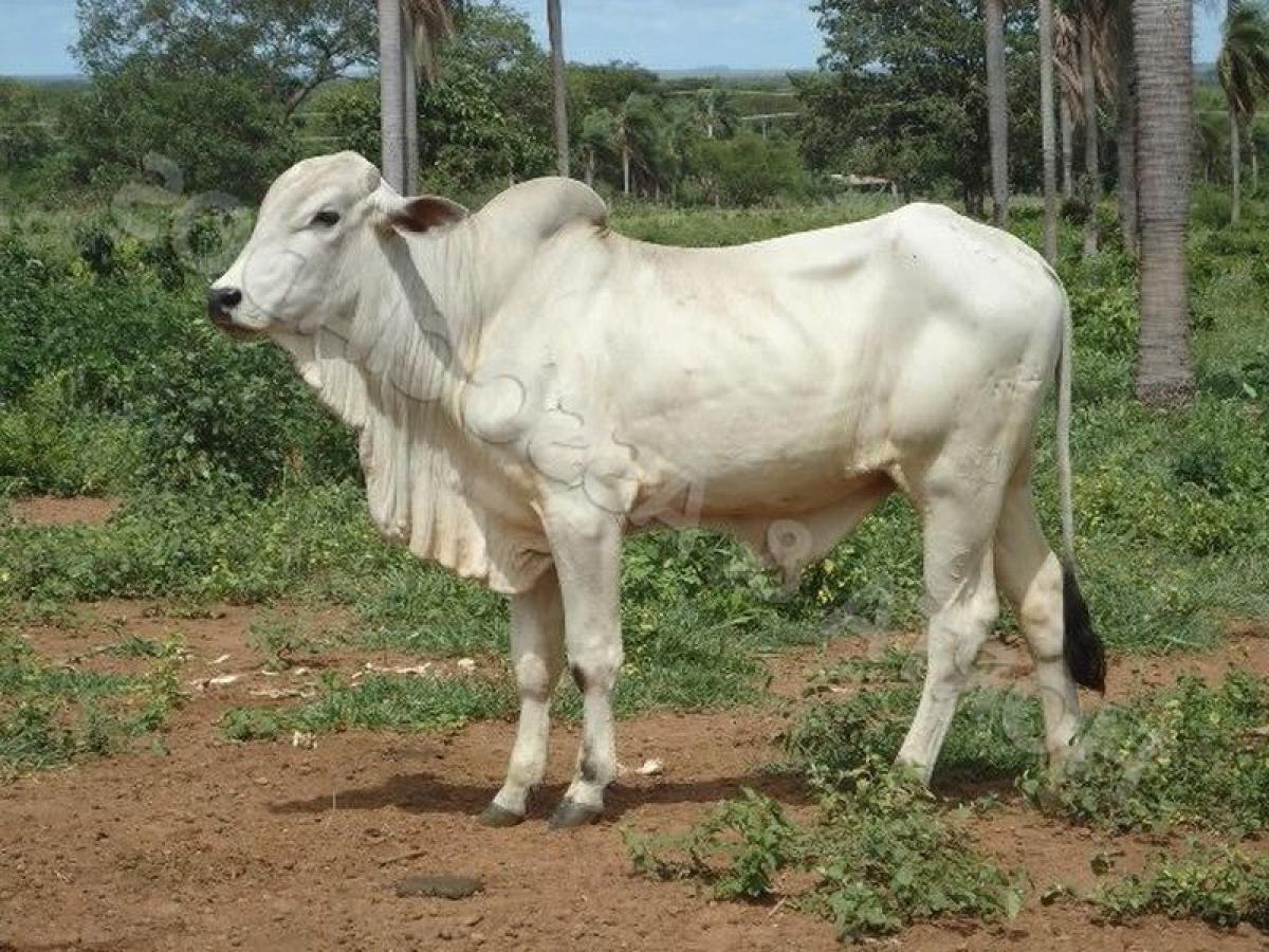 Picture of Farm For Sale in Mato Grosso Do Sul, Mato Grosso do Sul, Brazil