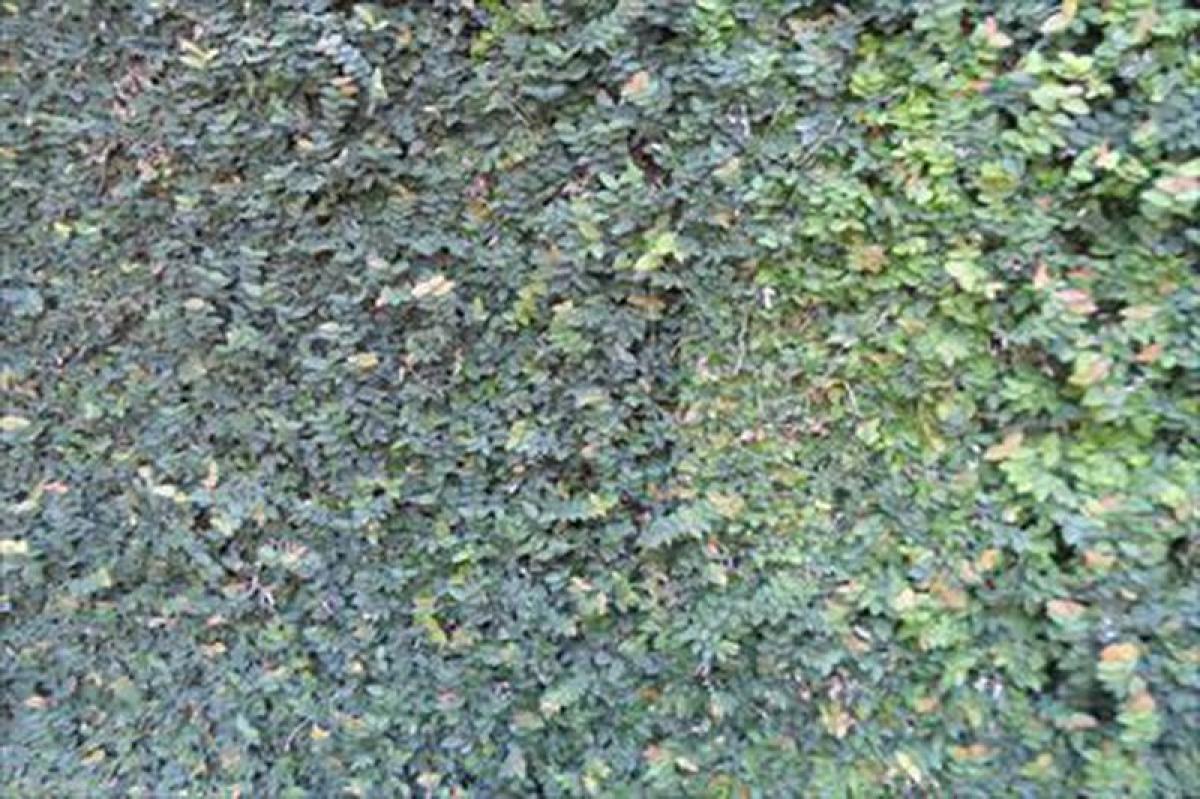 Picture of Residential Land For Sale in Ibiuna, Sao Paulo, Brazil