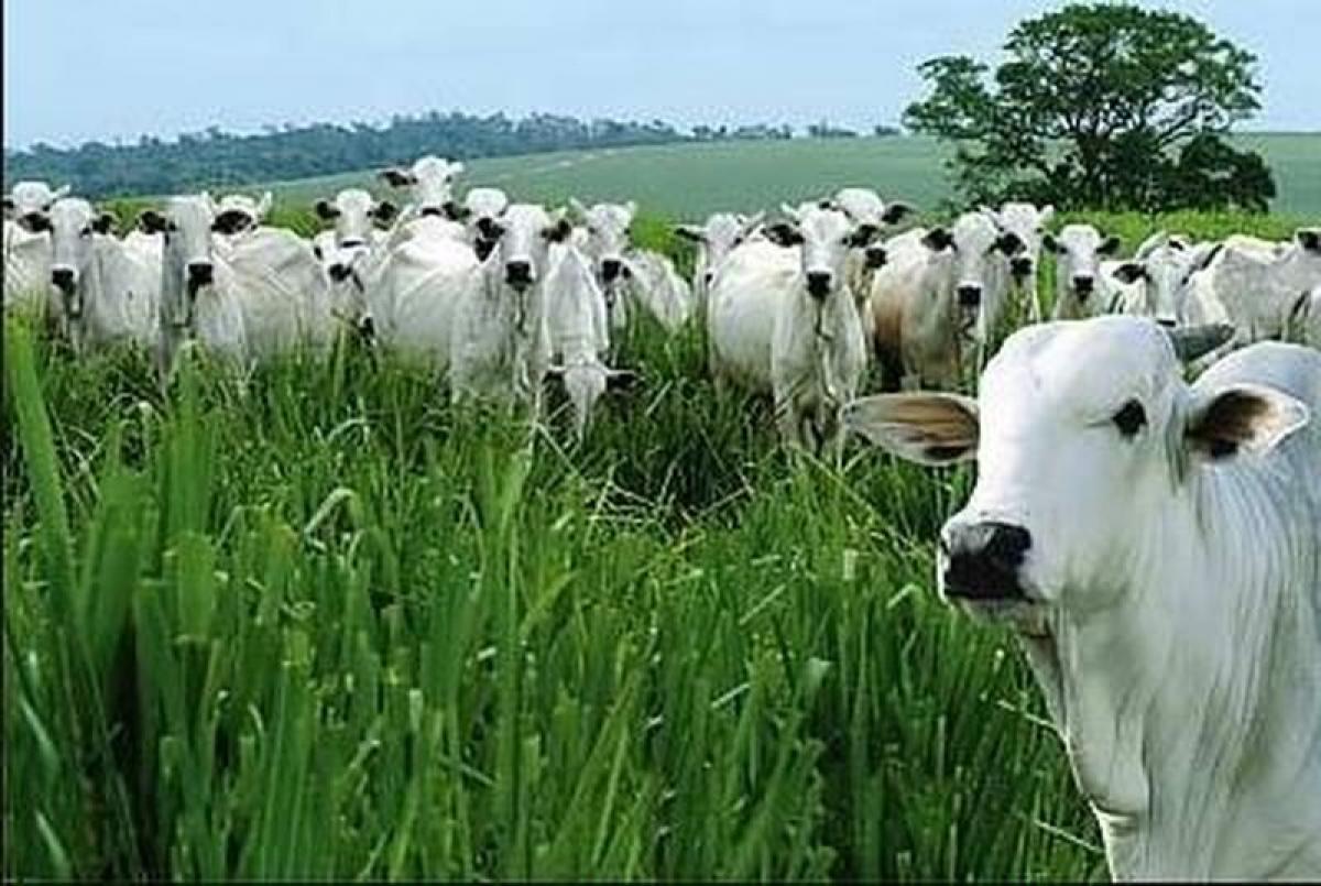 Picture of Farm For Sale in Mato Grosso, Mato Grosso, Brazil