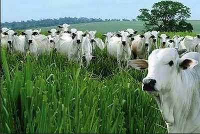 Farm For Sale in Mato Grosso, Brazil