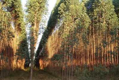 Farm For Sale in Nova Lima, Brazil