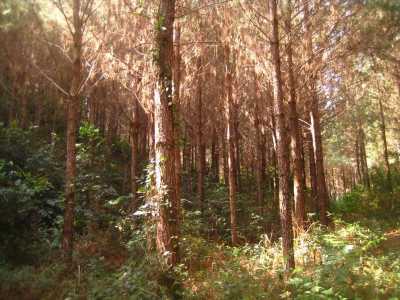 Farm For Sale in Colombo, Brazil