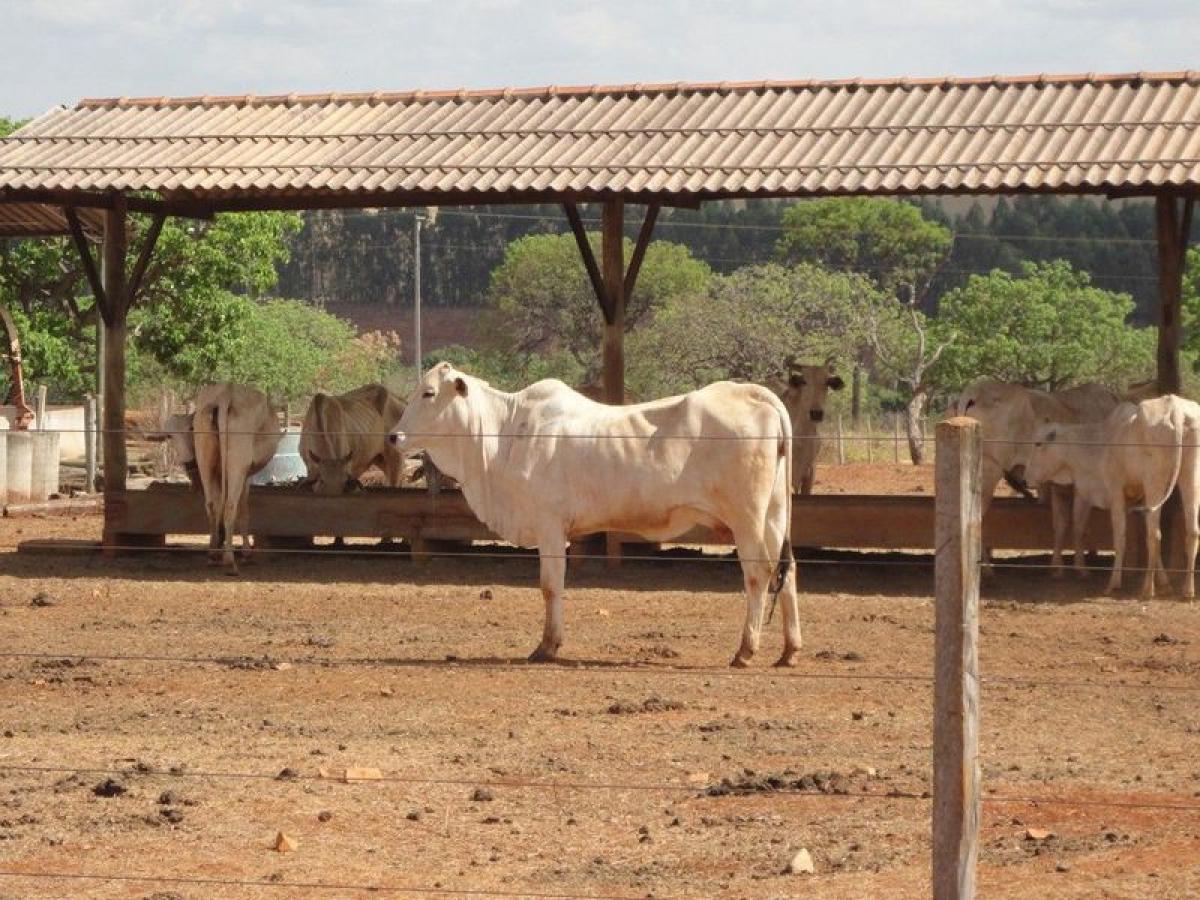 Picture of Farm For Sale in Minas Gerais, Minas Gerais, Brazil