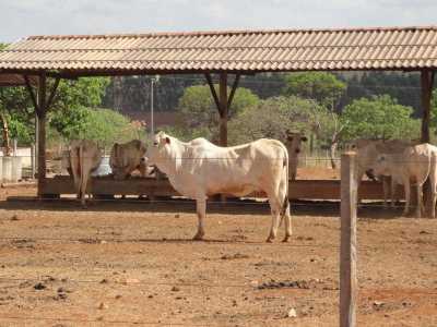 Farm For Sale in Minas Gerais, Brazil