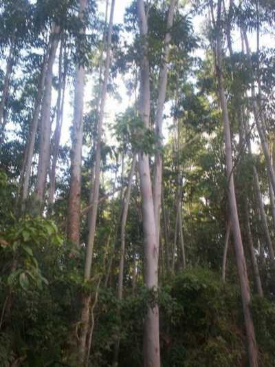 Home For Sale in Parana, Brazil